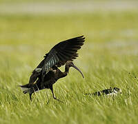 Glossy Ibis