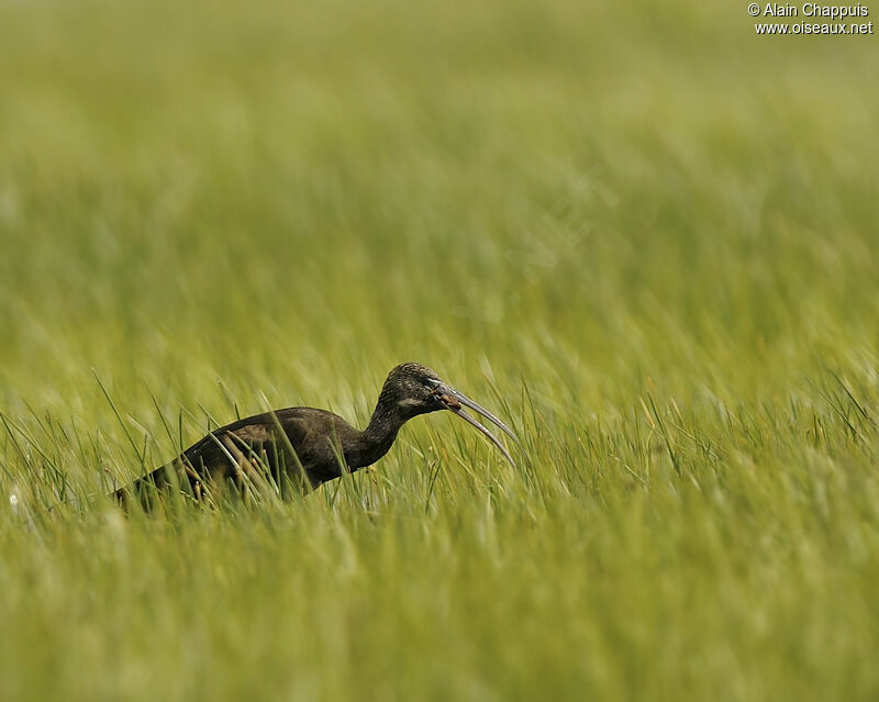 Ibis falcinelleadulte nuptial, identification, régime, Comportement