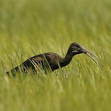 Ibis falcinelle