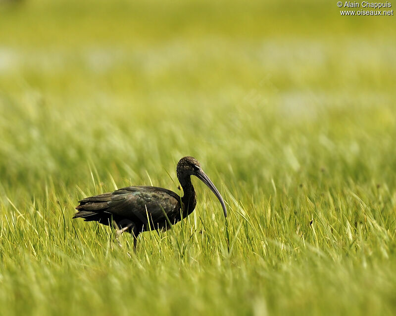 Ibis falcinelleadulte nuptial, identification, Comportement