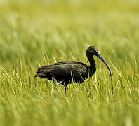 Glossy Ibis