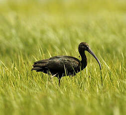 Ibis falcinelle