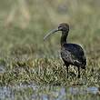 Ibis falcinelle