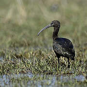 Ibis falcinelle