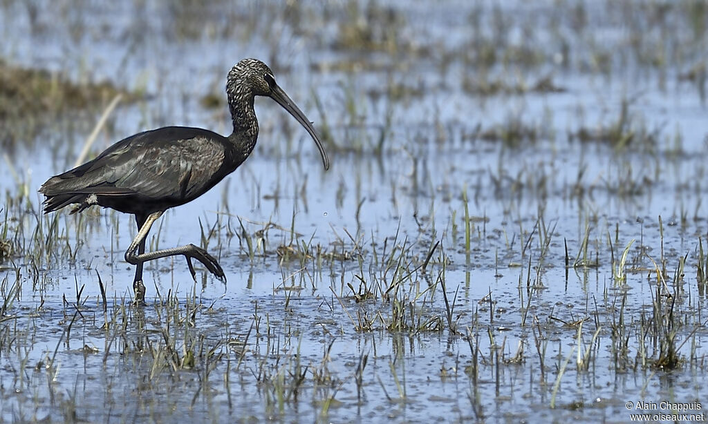 Ibis falcinelleadulte, identification, Comportement