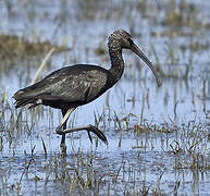 Ibis falcinelle