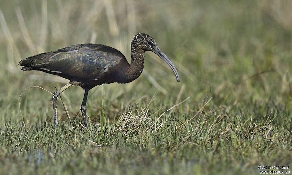 Ibis falcinelleadulte nuptial, identification, Comportement