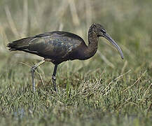 Glossy Ibis