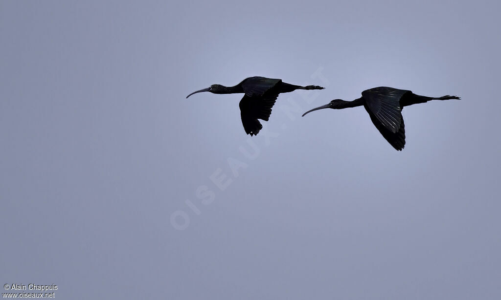 Ibis falcinelleadulte, Vol, Comportement