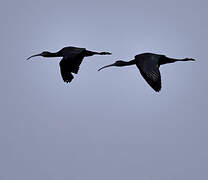 Glossy Ibis