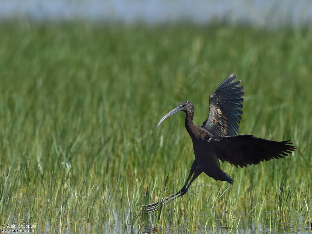 Ibis falcinelleadulte, Vol, mange