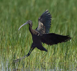 Ibis falcinelle