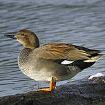 Canard chipeau