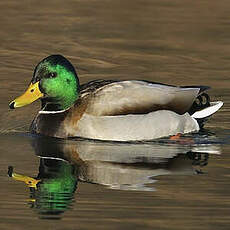 Canard colvert