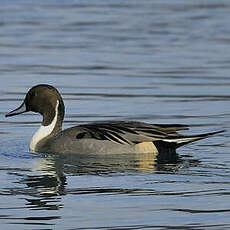 Canard pilet