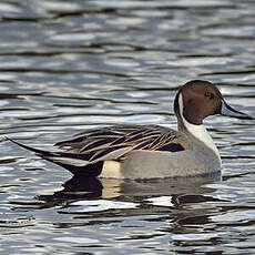 Canard pilet