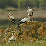 Cigogne blanche