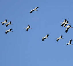 Cigogne blanche