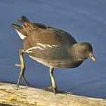 Gallinule poule-d'eau