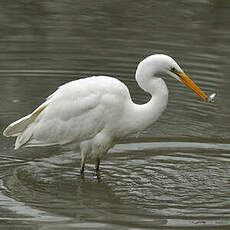 Grande Aigrette