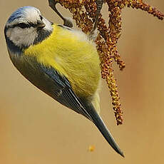 Mésange bleue