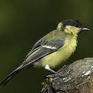 Mésange charbonnière