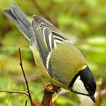 Mésange charbonnière