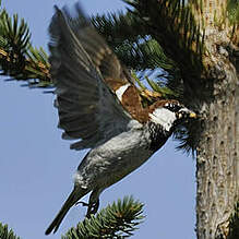 Moineau cisalpin