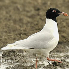 Mouette mélanocéphale