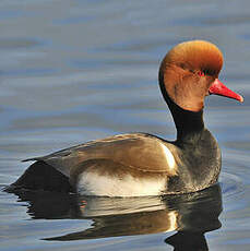 Nette rousse