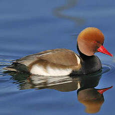 Nette rousse