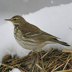 Pipit spioncelle