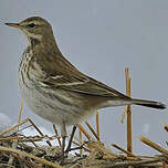 Pipit spioncelle