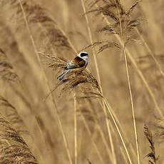 Rémiz penduline