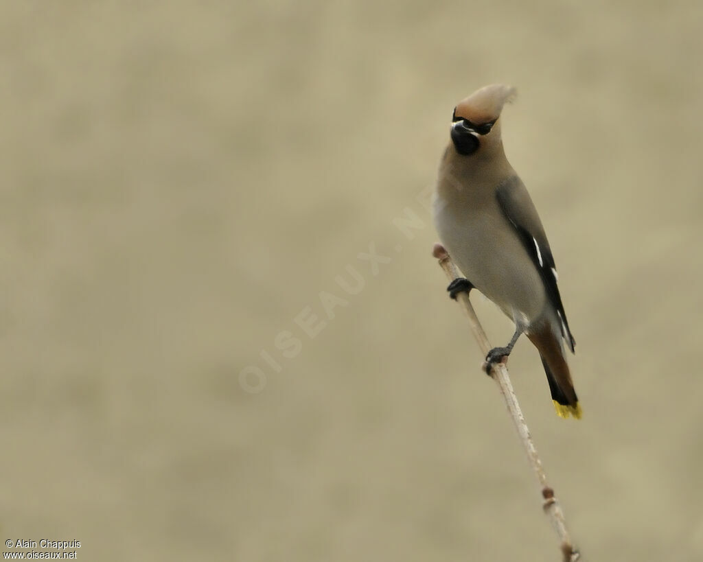 Bohemian Waxwingadult, identification, Behaviour