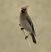 Bohemian Waxwing