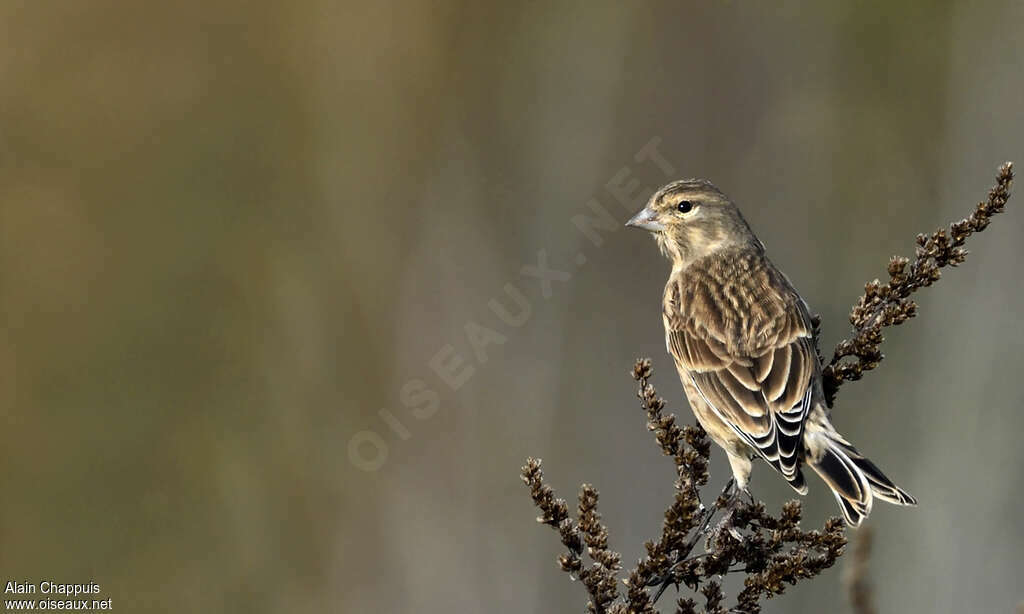 Common LinnetFirst year, pigmentation, Behaviour