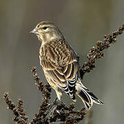 Common Linnet