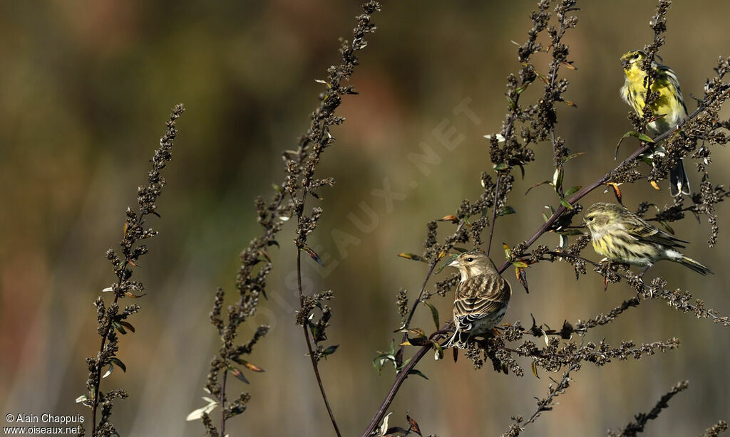 Common Linnetadult post breeding, identification, Behaviour