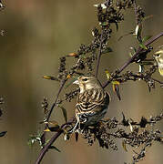 Common Linnet