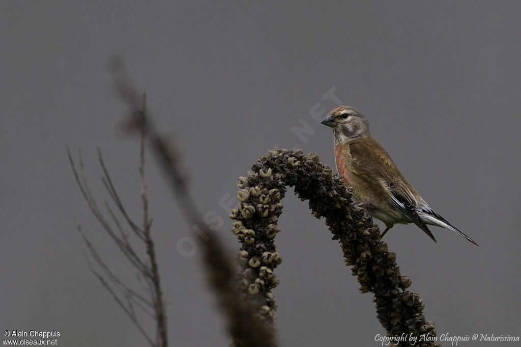 Common Linnet male adult, identification, close-up portrait