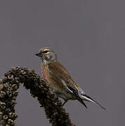 Common Linnet