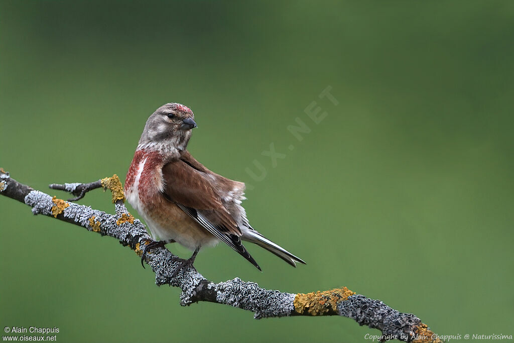 Common Linnet male adult breeding, identification