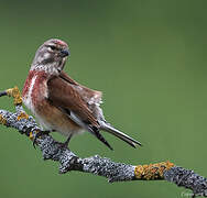 Common Linnet