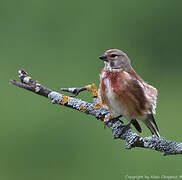 Linotte mélodieuse