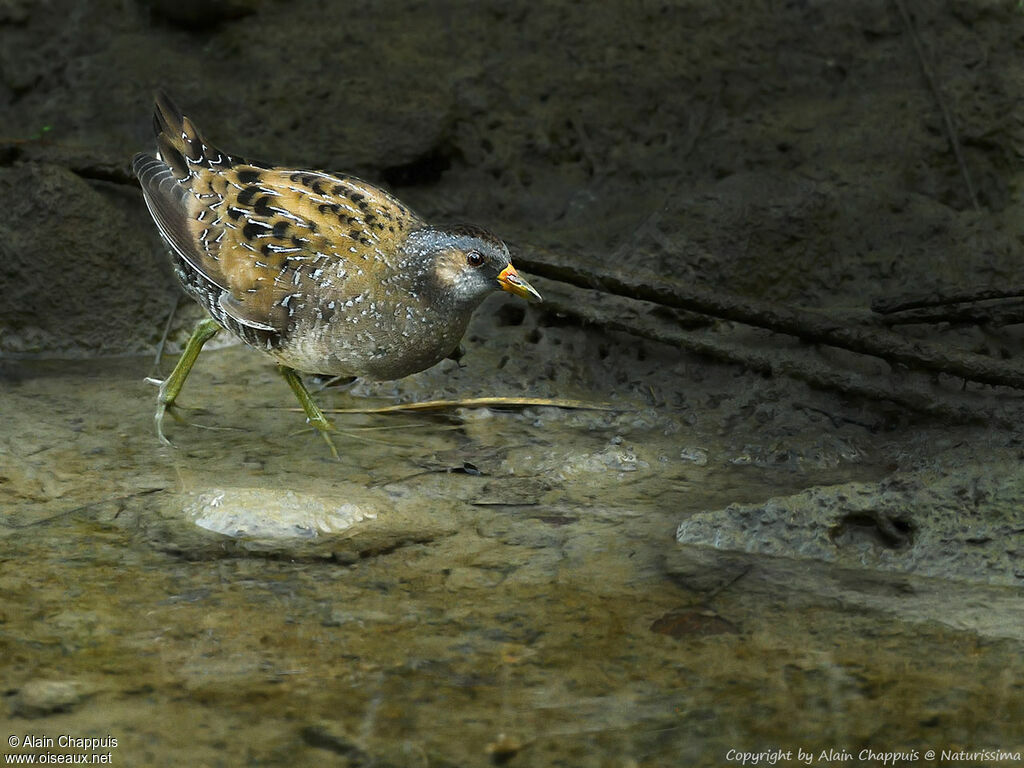 Spotted Crakeadult breeding, identification