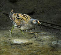 Spotted Crake