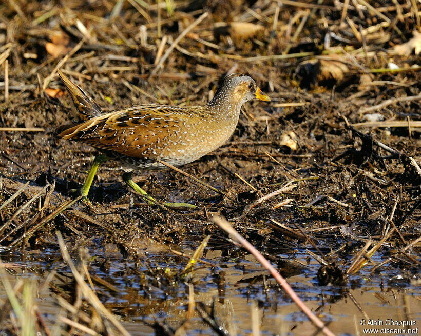 Marouette ponctuéeadulte, identification, Comportement