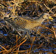 Spotted Crake