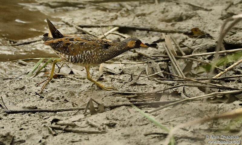 Spotted CrakeFirst year, identification, Behaviour